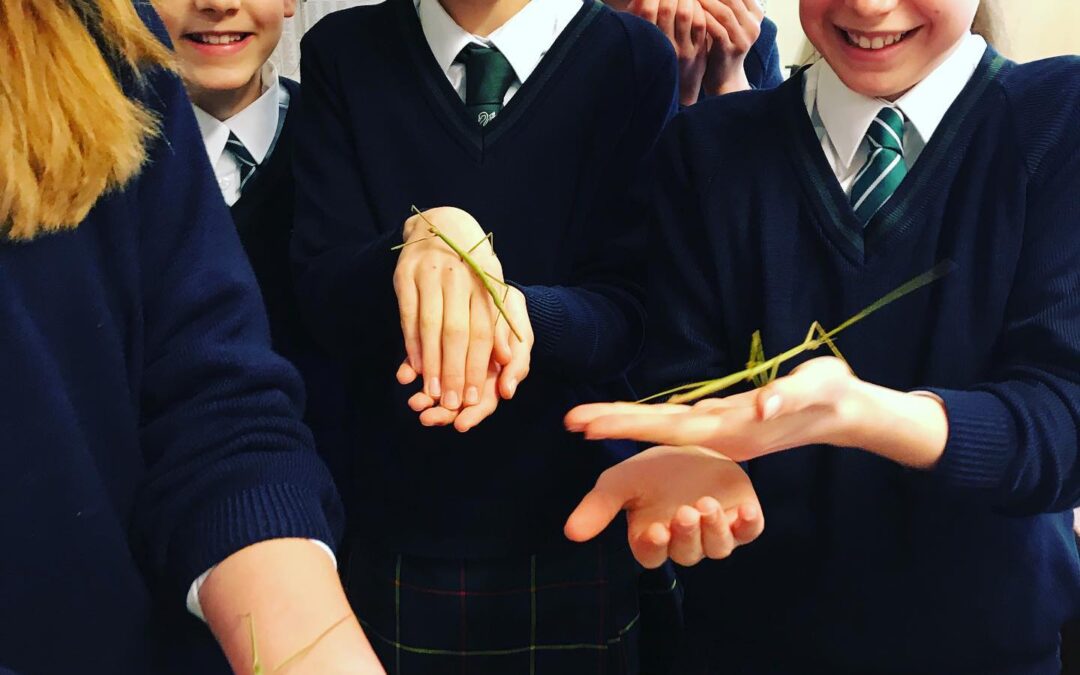 Stick insects helping in Biology class today.